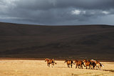 Herd of the running horses in the field