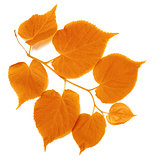 Autumn tilia leafs on white background