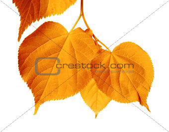 Autumnal sunlight leafs 