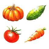 Vegetables, watercolor illustration