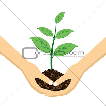 Two Hands holding young plant.