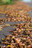 autumn leaves on a city pavement