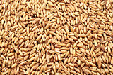Wheat Berries Close Up