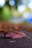 Macro autumn leaf on the asphalt in the city park