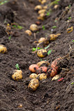 Fresh dug potatoes in the garden in the ground