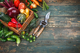 Harvest fresh vegetables on old wooden board