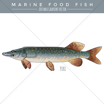 PIke. Marine Food Fish