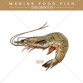 Shrimp. Marine Food Fish