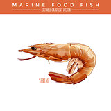 Cooked Shrimp. Marine Food Fish