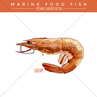 Cooked Shrimp. Marine Food Fish