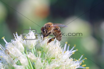 bee on white flower