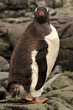 Gentoo pinguin in Antarctica