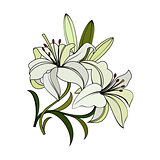 white lilies flowers