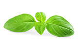 green basil leaves