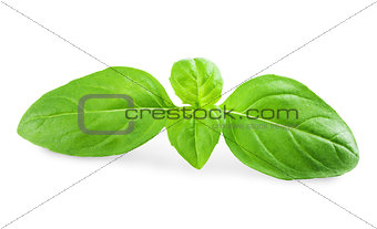 green basil leaves