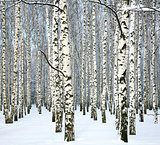Slender winter birch and blue sky