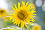 Sunflower with small petal with blurry green background