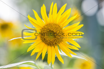 Sunflower with small petal with blurry green background