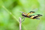 Black and yellow dragonfly