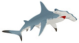 Big hammerhead shark