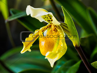 Closeup of Lady's Slipper Orchid