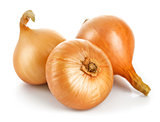 Three fresh onions harvest vegetable, isolated white