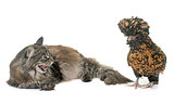 tabby maine coon and chicken 