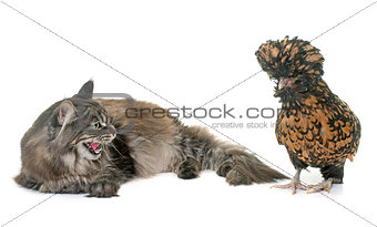 tabby maine coon and chicken 