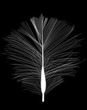 White Bird Feather Drawn on Black Background. Vector Illustratio