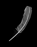 White Bird Feather Drawn on Black Background. Vector Illustratio