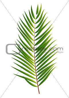Palm Tree Leaf  Silhouette Isolated on White Background
