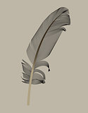 Black Bird Feather Drawn in Vector Illustration.