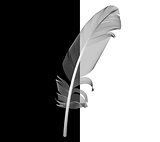 Black and White Bird Feather Drawn in Vector Illustration. 