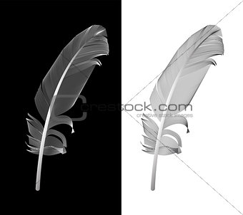 Black and White Bird Feather Drawn in Vector Illustration. 