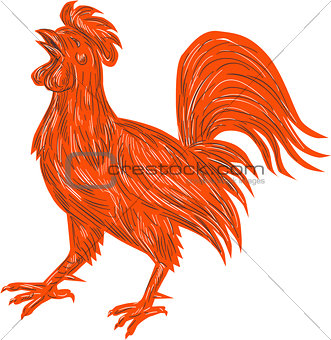 Chicken Rooster Crowing Drawing