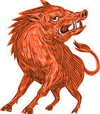 Angry Razorback Ready To Attack Drawing