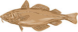 Atlantic Cod Codling Fish Drawing