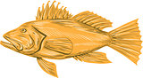 Black Sea Bass Drawing