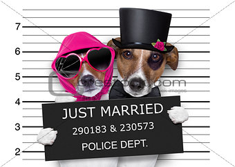 mugshot just married dogs
