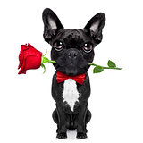 valentines rose dog 