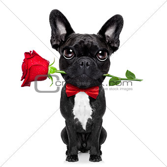 valentines rose dog 