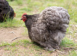 Organic free range bantam chicken