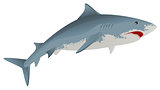 Big white shark marine predator