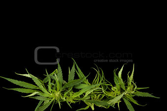 Cannabis background with copy space.