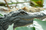 American Alligator head