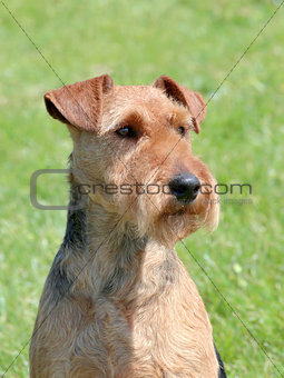 Typical Welsh Terrier in the garden