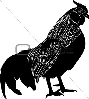 Cock. Poultry rooster. Farmer bird cock. Bird cock. Rooster black silhouette vector isolated on white background.