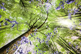 Bluebells from worms eye view
