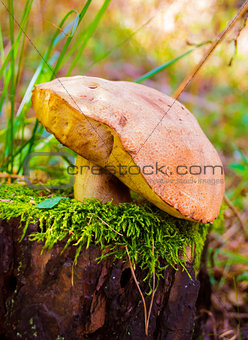 mushroom greasers