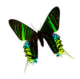 Urania Madagascar butterfly isolated on white background
